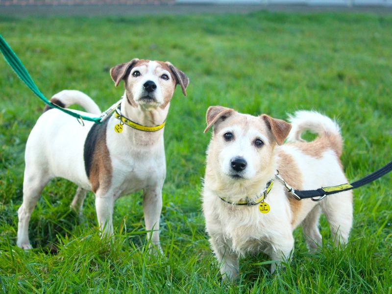 Jack Russell Terriers, outside, standing on grass.