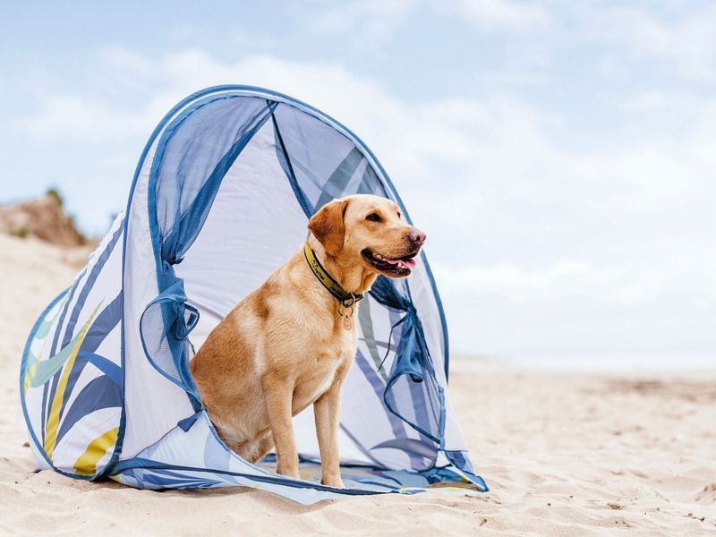 Labrador, outside, at beach, in shade, in tent.