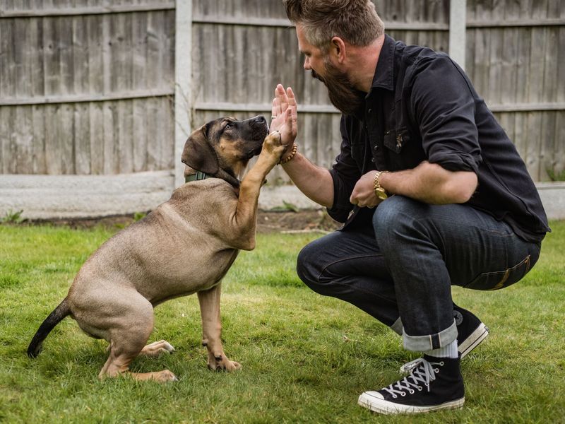 Red the puppy interacting with adopter in the garden, practicing how to sit with treats and playing with toys.