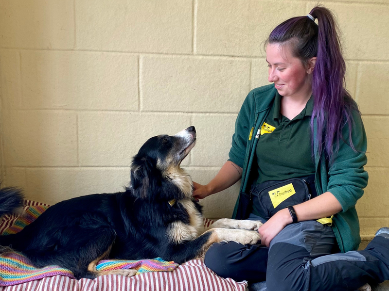 A Dogs Trust Ireland staff member playing with a dog