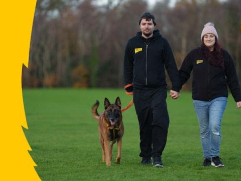 A dog being walked by their owners who are holding hands