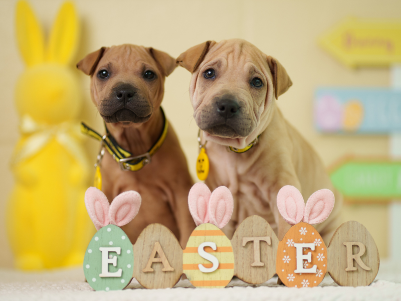 Two dogs sat wearing dogs trust collars with a sign reading "easter" in front of them