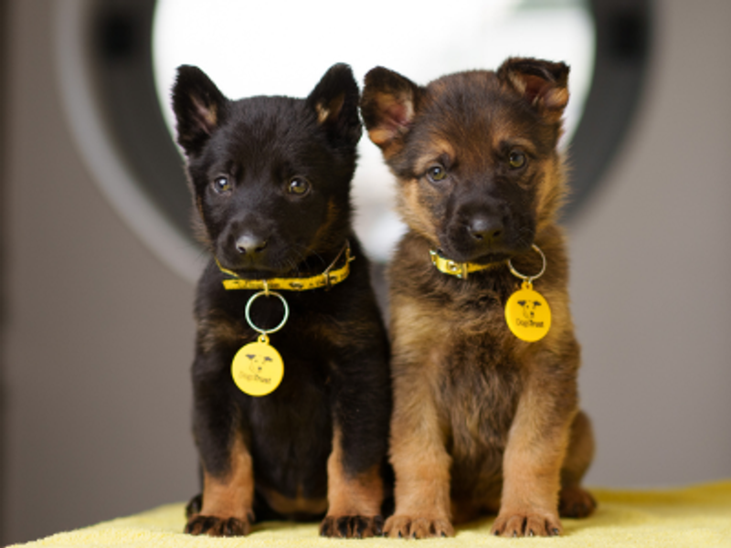 Two puppies, one black one brown, wearing Dogs Trust collars, sitting and looking toward the camera