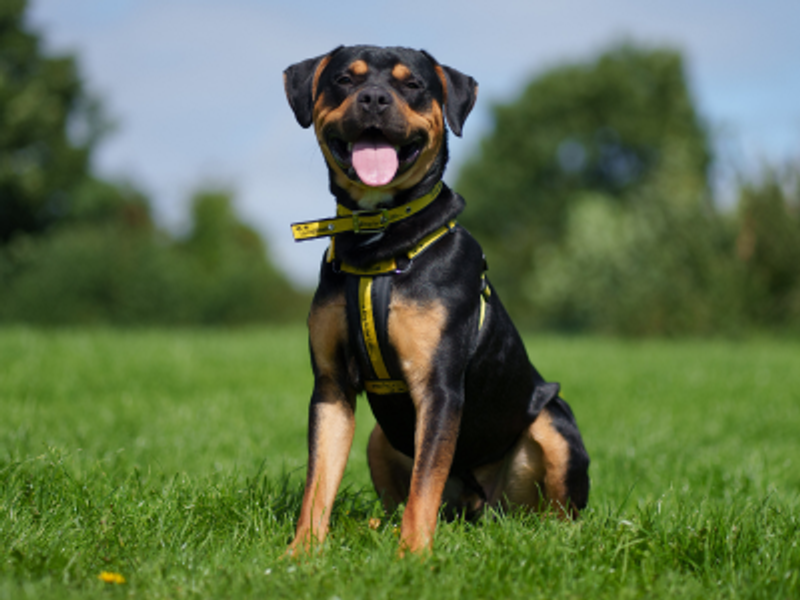 A Rottweiler cross wearing a Dogs Trust harness and collar is sitting in a grassy field looking toward the camera