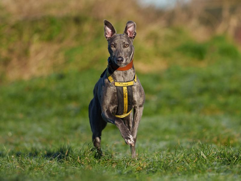 Dark grey Lurcher running in field outside, wearing Dogs Trust harness and brown leather collar