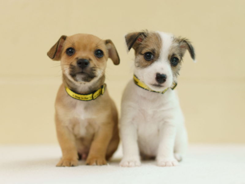 Two puppies wearing Dogs Trust collars are looking toward the camera