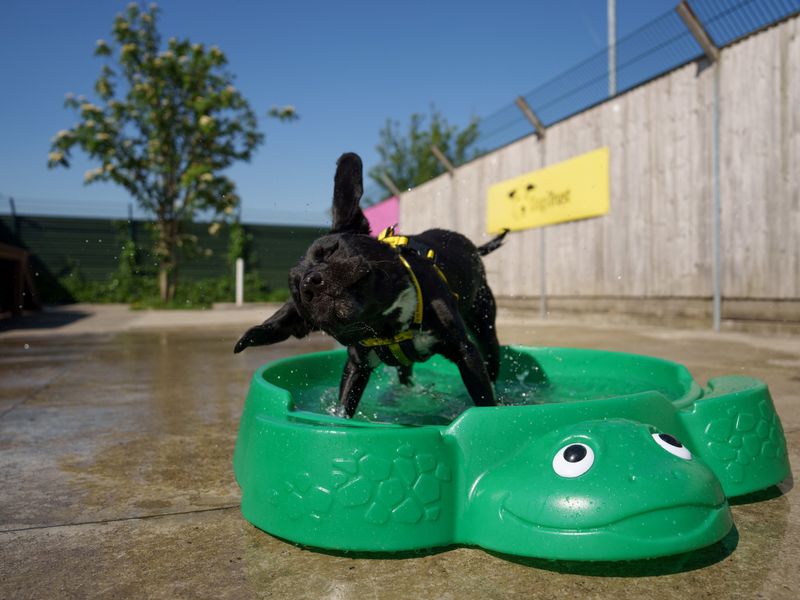 Small black dog shakes off water on a sunny day