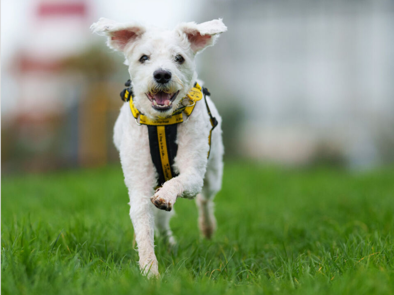Acorn running in a field