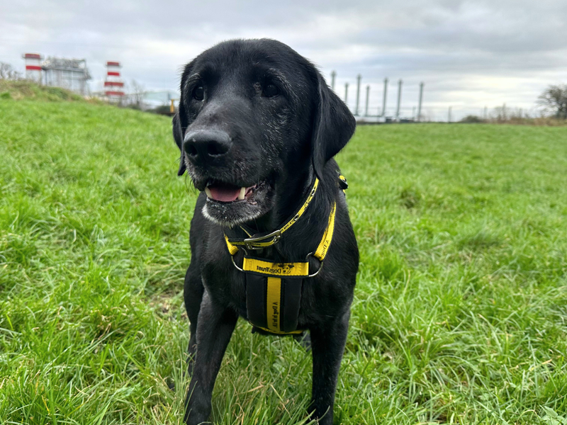 A happy Daisy standing in a field