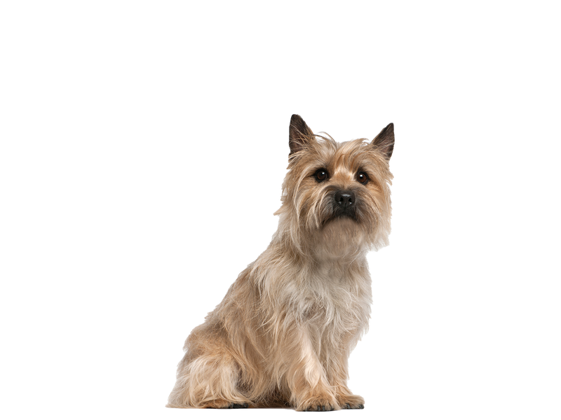 Cairn Terrier dog behind a white, transparent background
