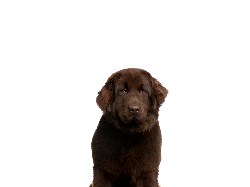 a newfoundland looking at the camera