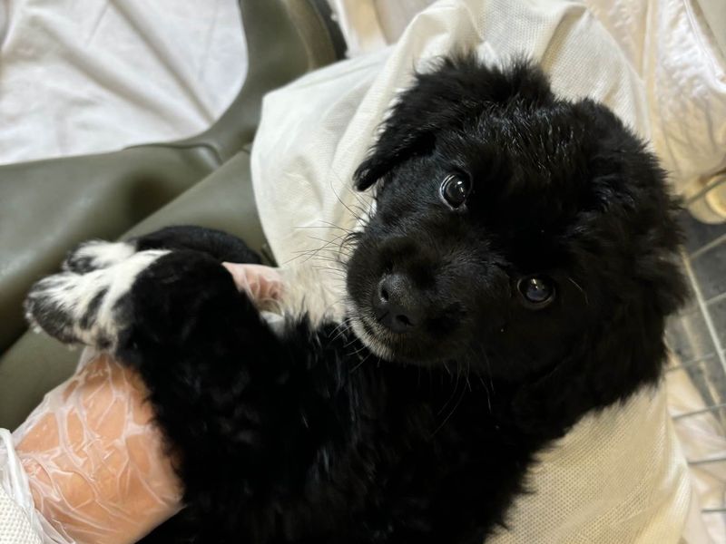 Black and white puppy lying in a person's lap