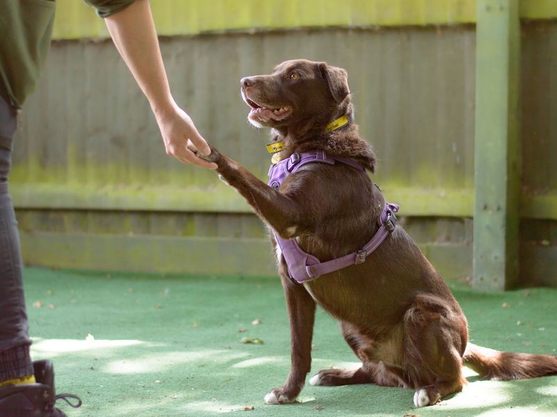 Dog training with brown labrador