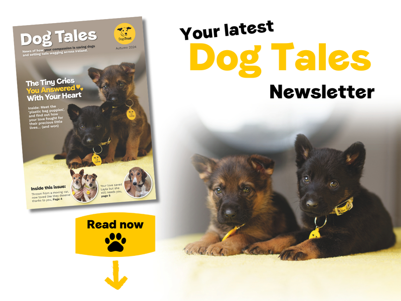 Front cover of Dog Tales featuring two puppies