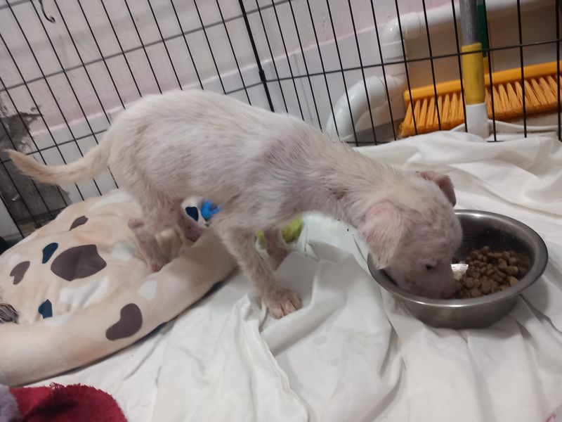 A White Terrier Cross covered in mange eating food from a dog bowl