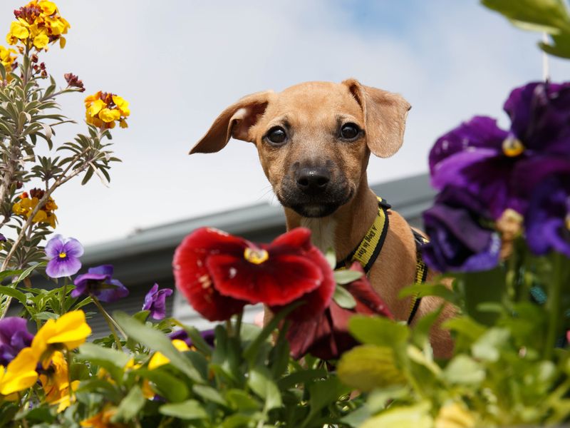 A brown Lurcher puppy surrounded by multi-coloured pansies and wallflowers looks down at the camera. 