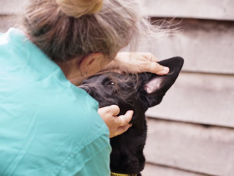 vet holding labrador ear out-side