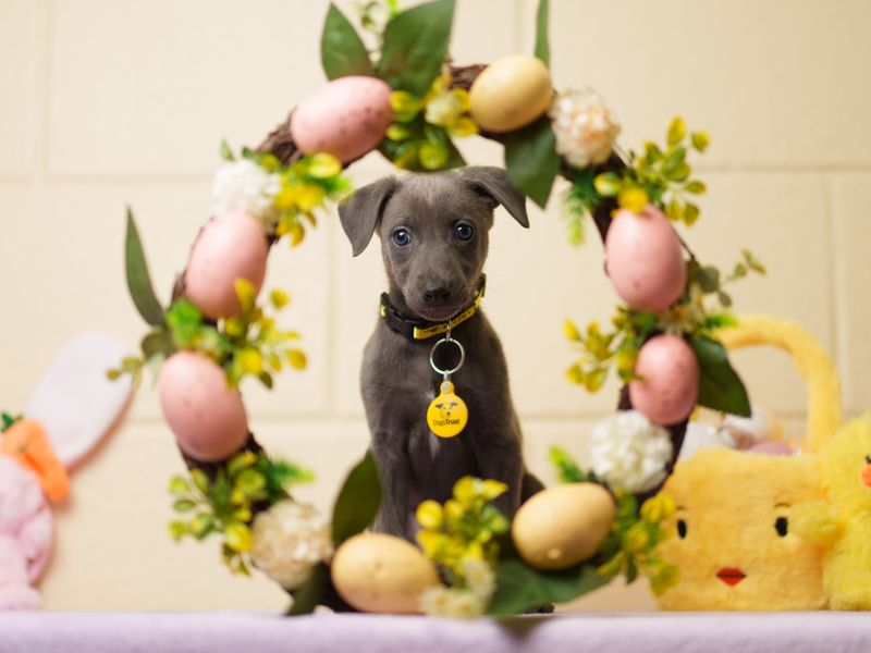 A grey Lurcher puppy sitting behind an Easter themed wreath