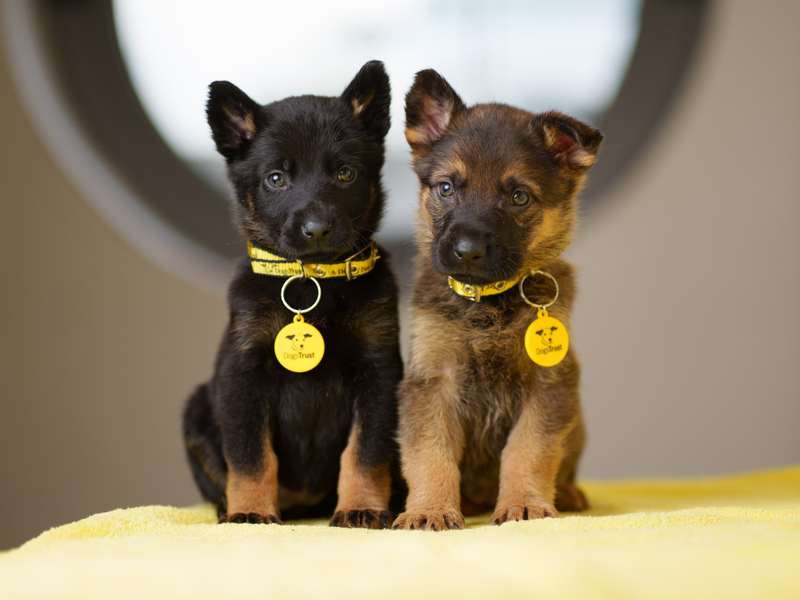Two puppies sitting on a yellow table