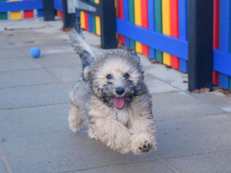 Dog running