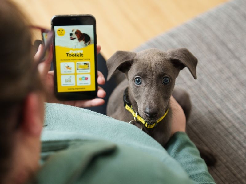 Owner using app with puppy