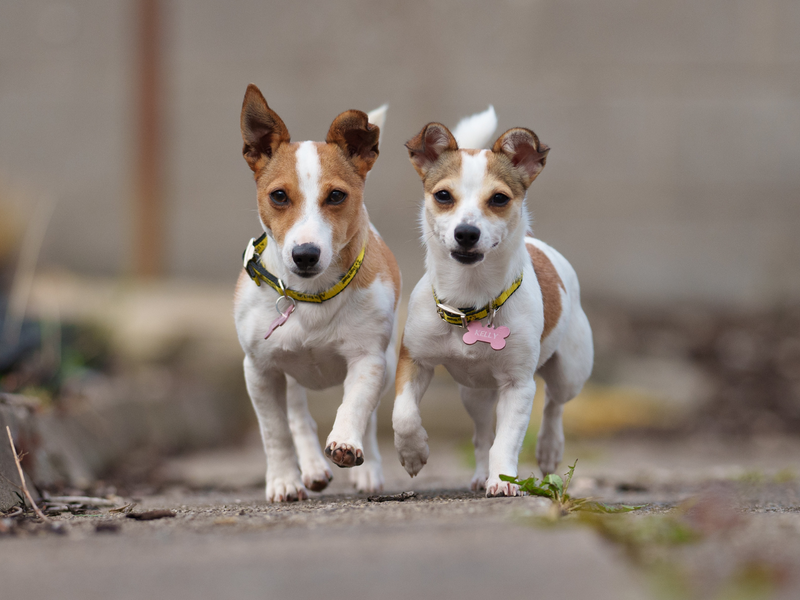 Two female Jack Russell Terriers walking down a path