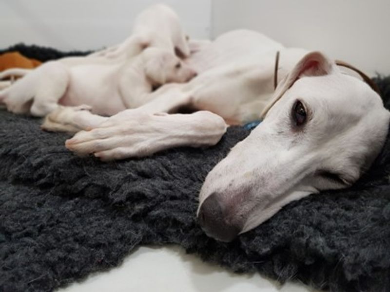 White dog laying down