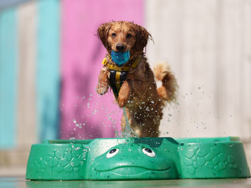 A Spaniel with a ball in its mouth jumps out of a paddling pool.