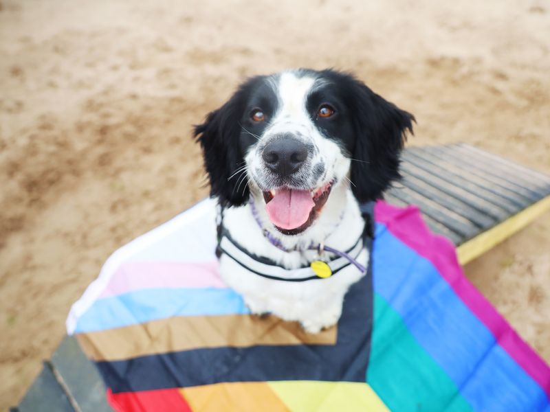 A black and white Spaniel sits on top of a Pride flag looking up at the camera.