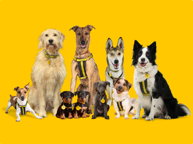 A group of 9 dogs, of mixed breeds, siting and staring at the camera