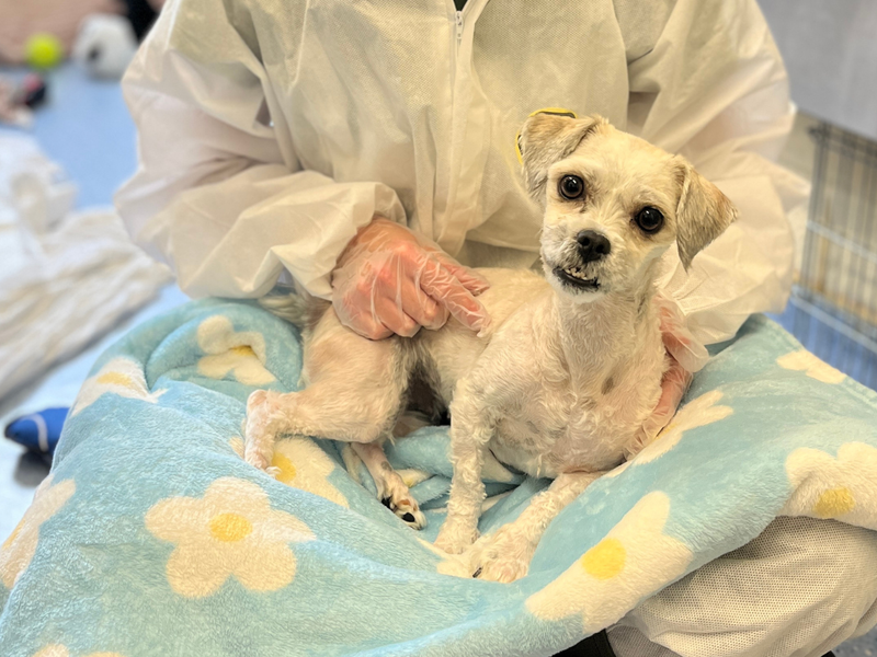  a white Maltese dog called Caterpillar sitting in the lap of a carer after her groom