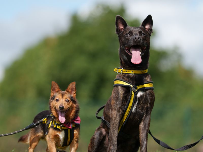 A large Alsatian Cross sits next to a small Terrier Cross.