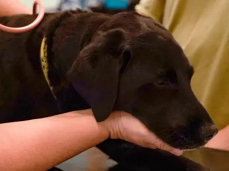 Dog on vet table