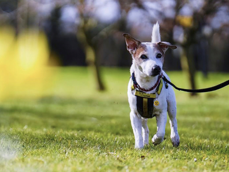 a Terrier on a lead walking through a park