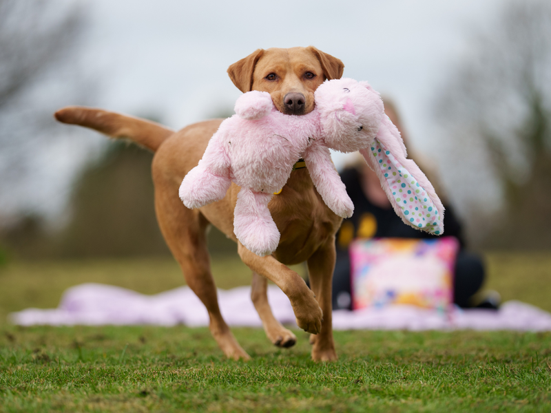 a lab running with a teddy in her mouth