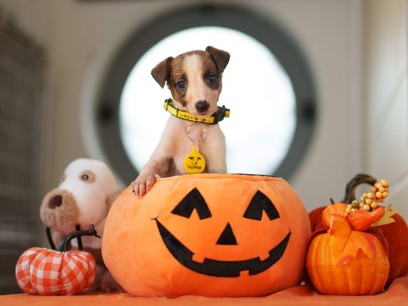 A small puppy with a yellow collar sits in an orange jack-o'-lantern basket, surrounded by plush toys and decorative pumpkins.