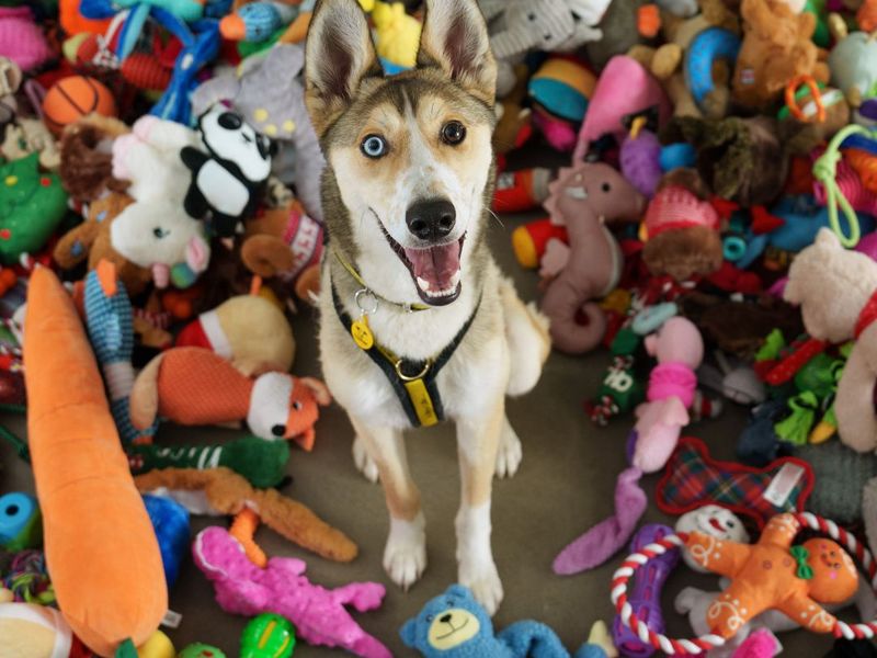 A husky looking at the camera surrounded by toys