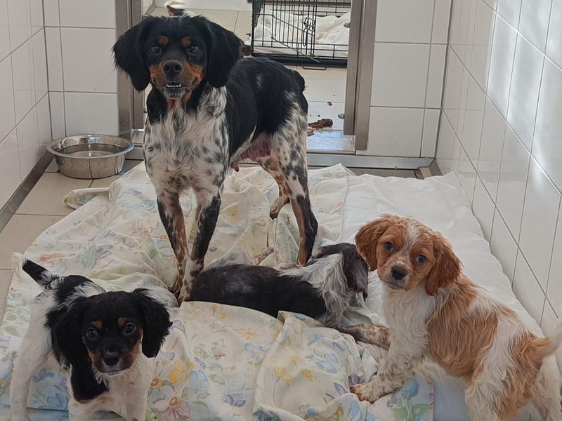 mammy and puppies on a duvet in their kennel