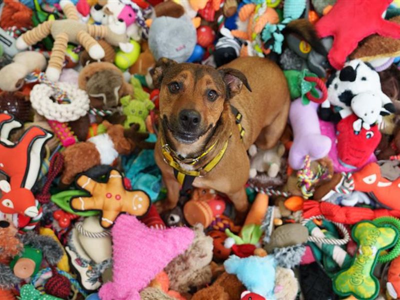 A dog looking at the camera in the middle of a lot of toys