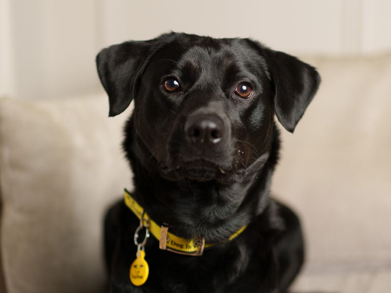 A black Labrador sitting on a sofa wearing a Dogs Trust collar and tag.
