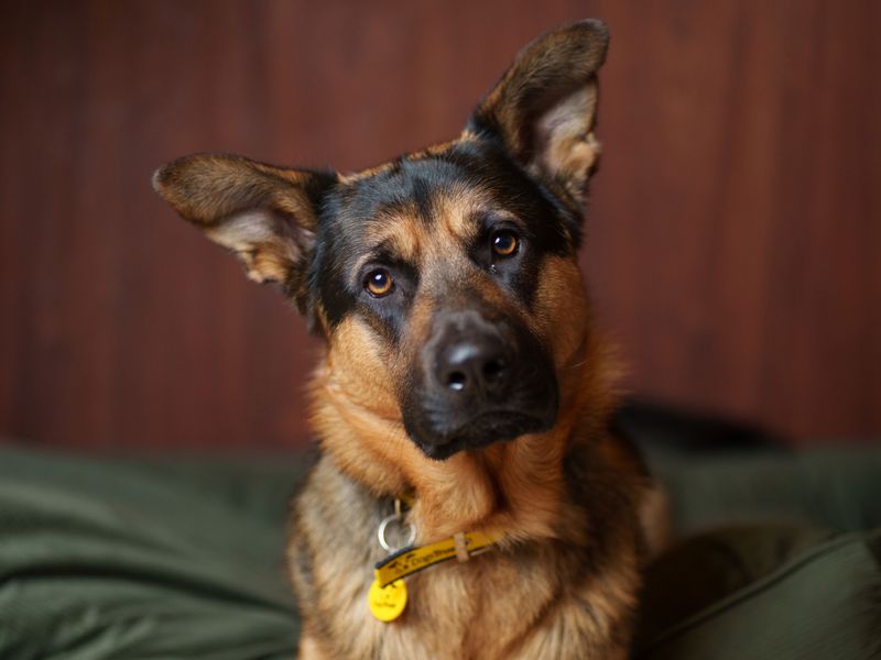 A German Shepherd Dog cross breed lying on a dark green bed, looking at the camera