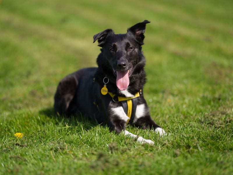A black and white Collie lying in grass.
