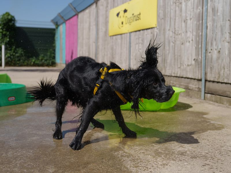 A black Spaniel shakes off water next to a paddling pool