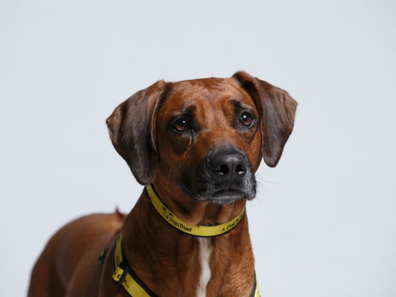 A brown crossbreed dog wearing a Dogs Trust collar and harness looking sad