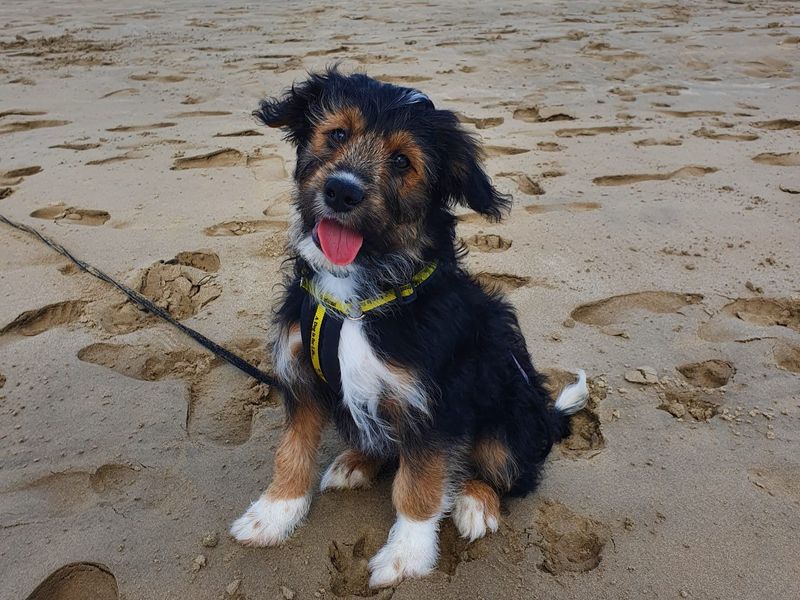 Bilbo at the beach