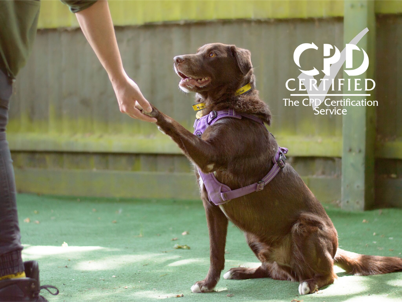 Image of a dog giving the pawwith a CPD certified label in the top right hand corner