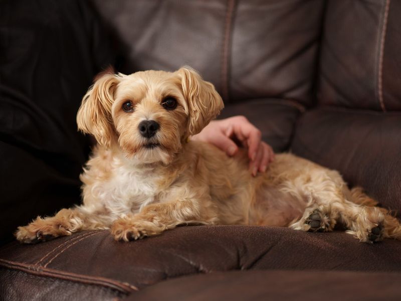 Image of a dog sitting on the couch with their owner petting them as they relax beside them