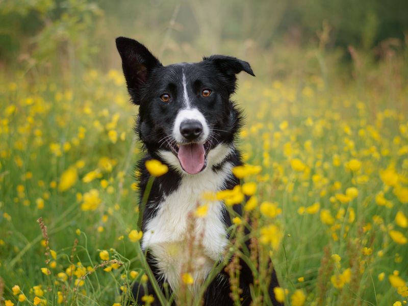 Image of a border collie dog sitting in a buttercup field