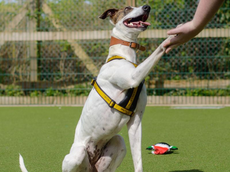 Sally, Lurcher Saluki Cross, giving paw to her Canine Carer, at Kenilworth RC