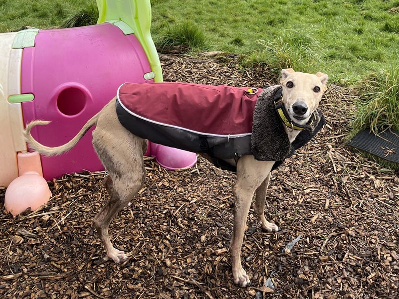 Nala | Lurcher